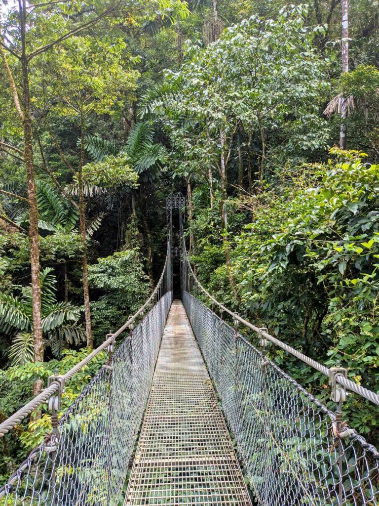 A hanging bridge high in the forest canopy, surrounded by lush rainforest, offering a unique view of the treetops and forest.