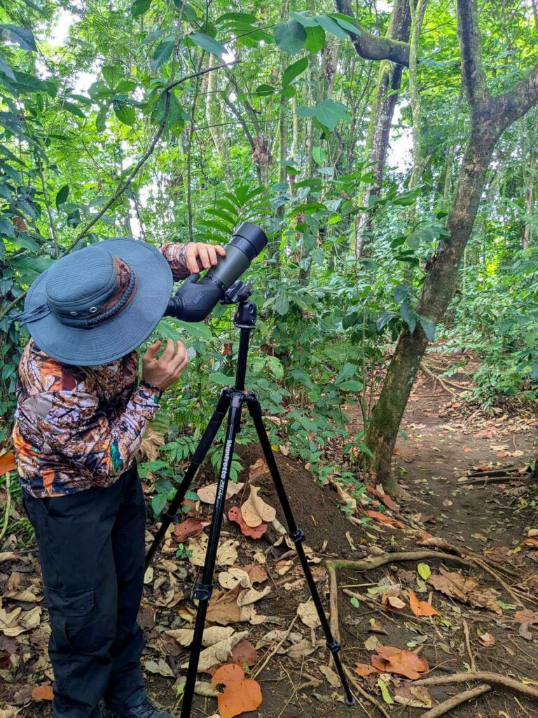 Tour guide adjusting a scope to focus on a sleeping sloth high in the trees in a riparian forest.