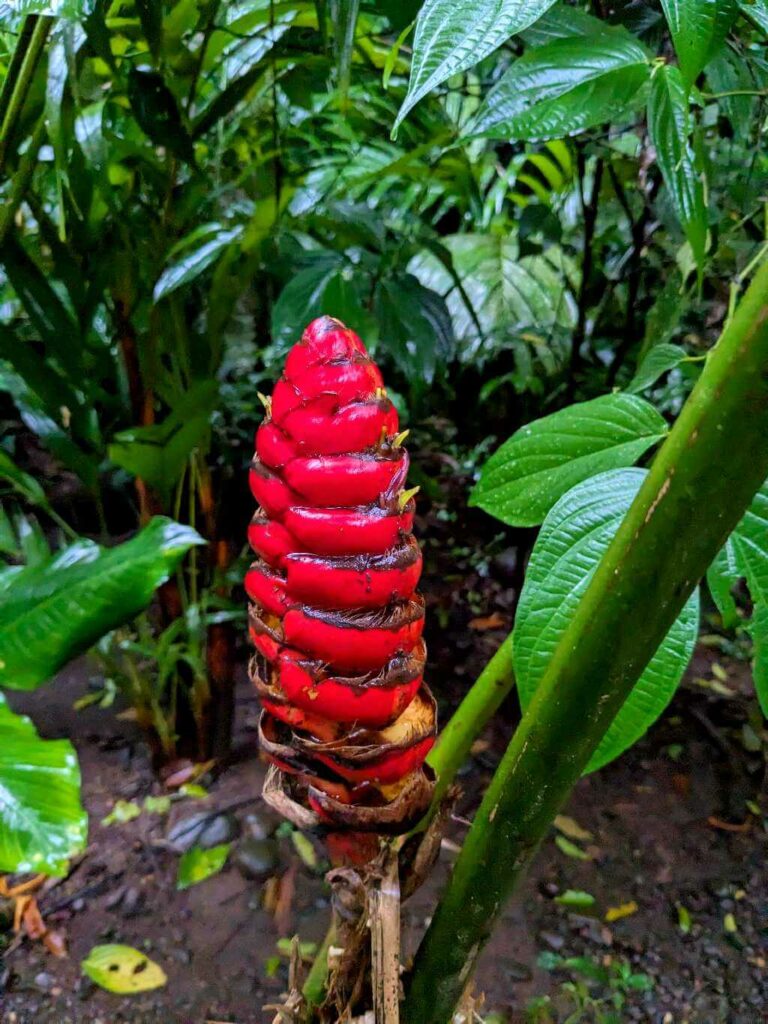 Heliconia Imbricata with red bracts and yellow flowers contrasting against lush green vegetation