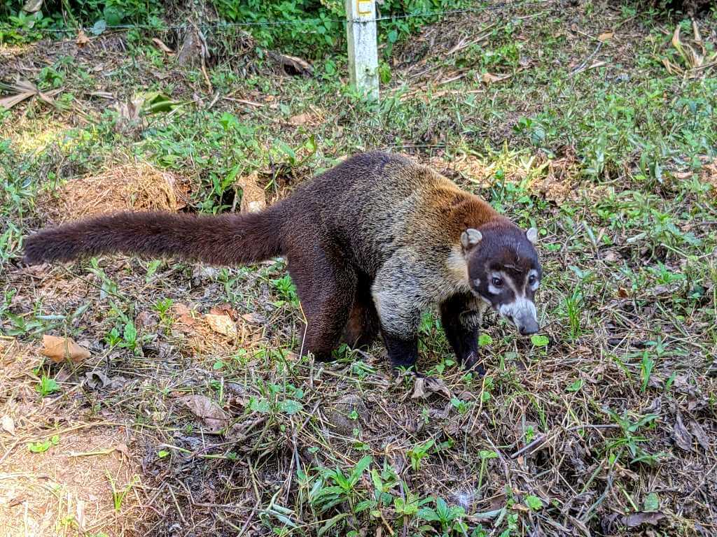 A coati standing in the forest in La Fortuna, Costa Rica.