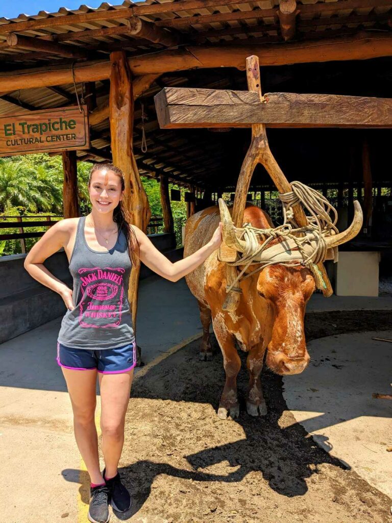 Traveler posing next to Matanga, the ox that helps at the sugar mill in Buena Vista del Rincón.