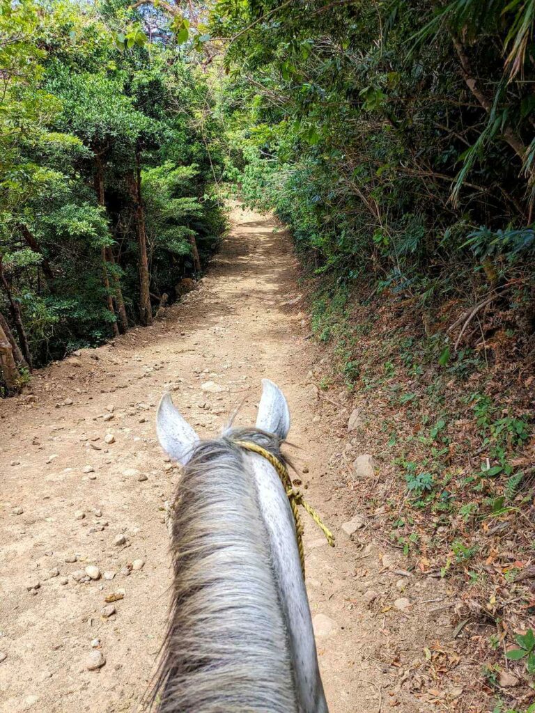 View of the forest trail from a horseback riding perspective at Buena Vista del Rincón.