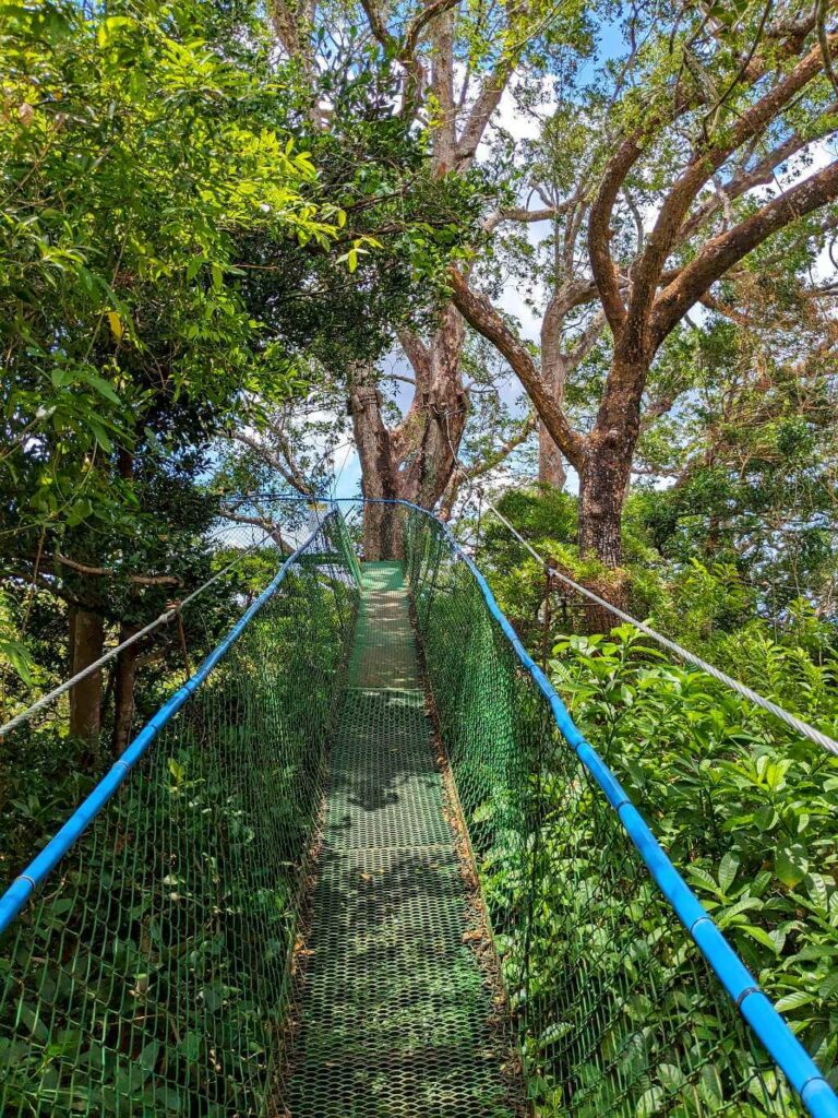 Higuerones Hanging Bridges leading through the forest canopy, surrounded by lush greenery and tall ficus trees at Buena Vista del Rincón.