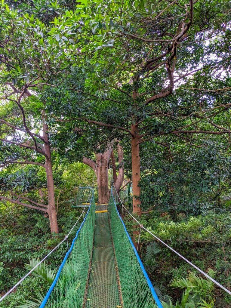 View from Los Higuerones hanging bridges approaching a platform in the treetops at La Reserva Natural El Saíno, Buena Vista del Rincón.