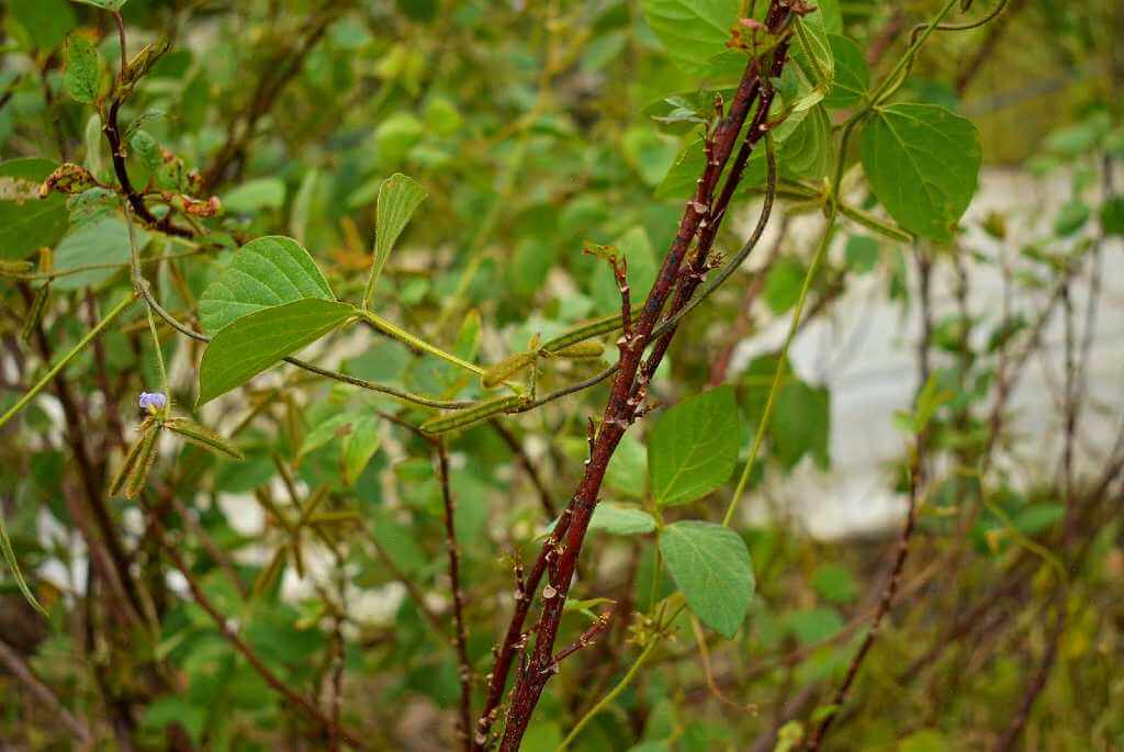 Close-up of a tree with thin, delicate branches, typical of the Guanacaste flora.