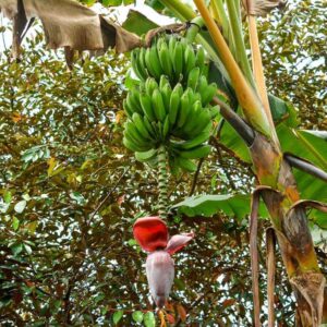 A green banana plant ready for harvest, perfect for frying or boiling as a side dish in Costa Rican cuisine.