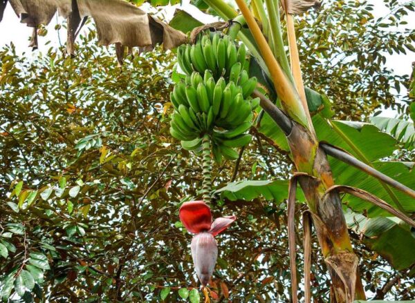 A green banana plant ready for harvest, perfect for frying or boiling as a side dish in Costa Rican cuisine.