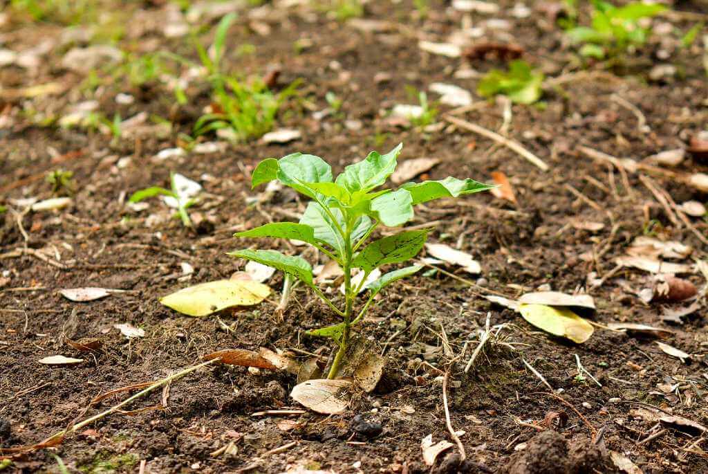 Healthy basil plant showing rich green leaves, growing naturally with plenty of space for development.