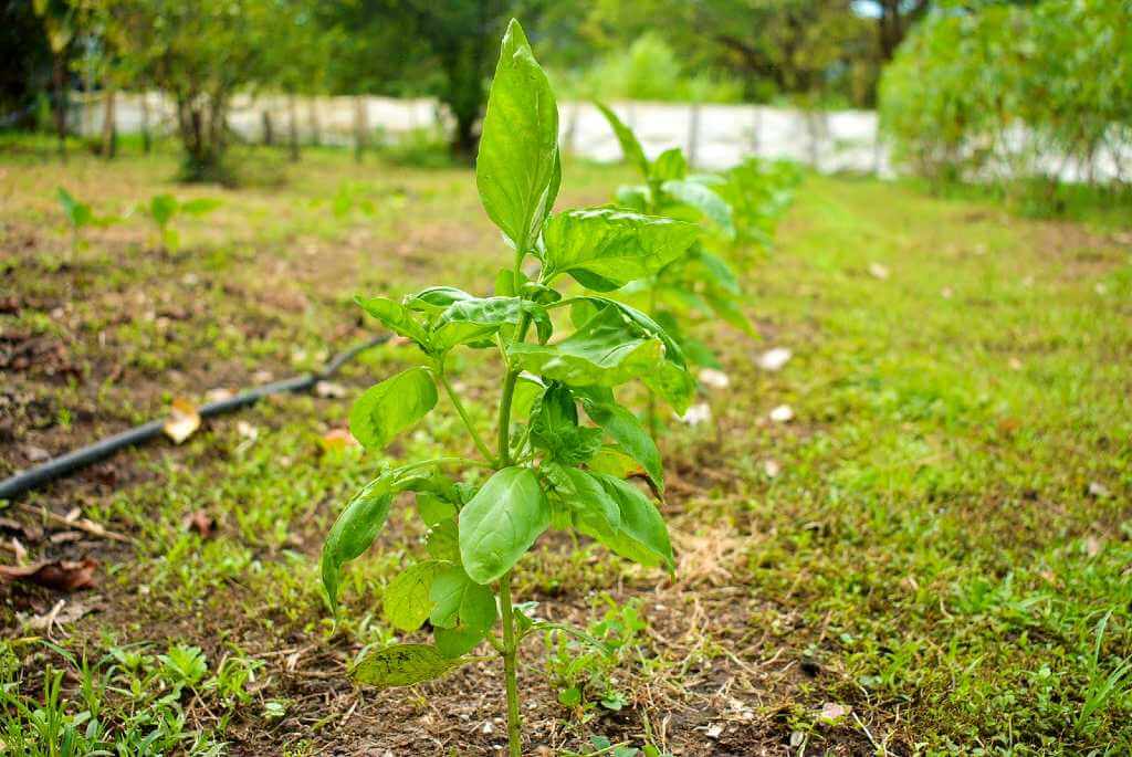 A line of small basil plants growing naturally with adequate space for optimal growth.