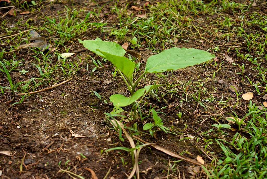 A small eggplant plant newly planted in the ground, still in its early stages of growth.