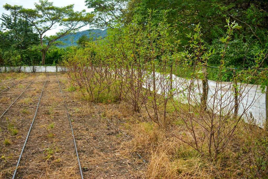 Costa Rican small-scale farming with irrigation and wicker trees for handmade crafts.