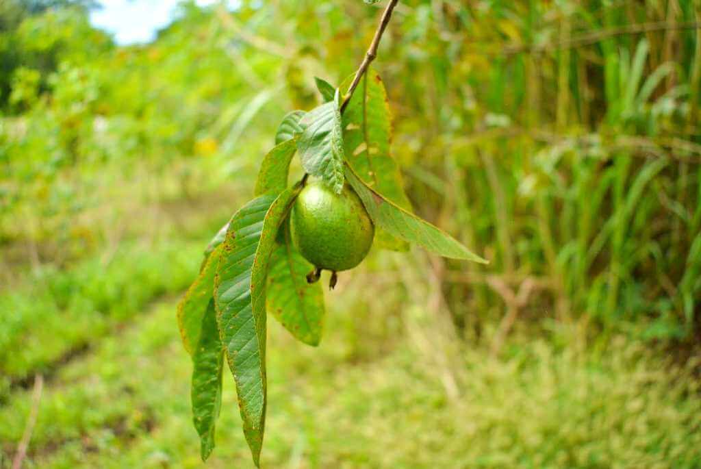 A close-up of a young, green guava fruit on a tree branch, still maturing.