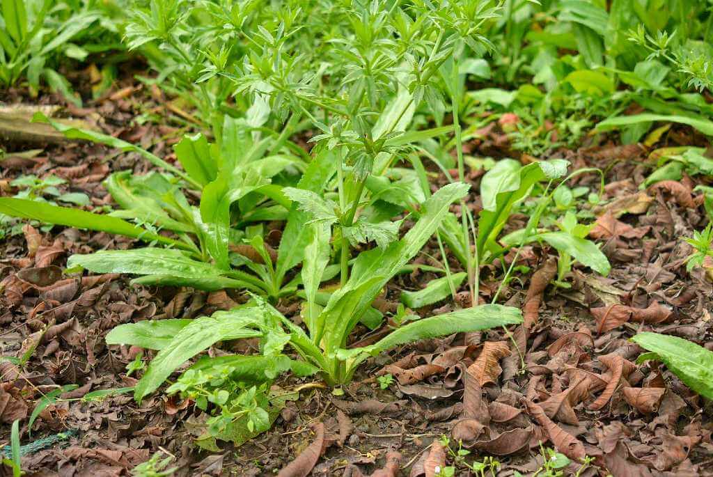 Freshly grown culantro criollo plants in a small garden, ready to be harvested and added to dishes for authentic flavor.