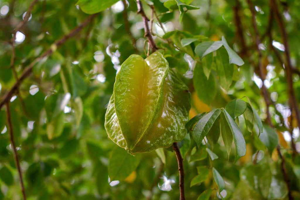 Close-up of an immature starfruit, green and attached to the tree, indicating it is not yet ready to eat.