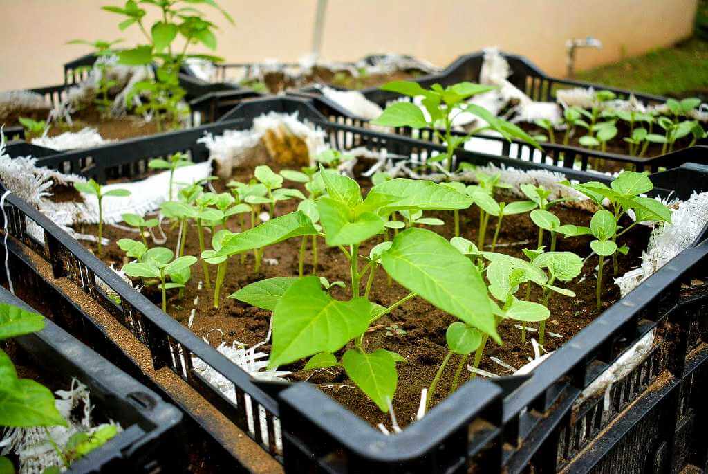 Chili pepper plants growing in repurposed plastic crates, showcasing sustainable farming techniques with varying plant sizes.