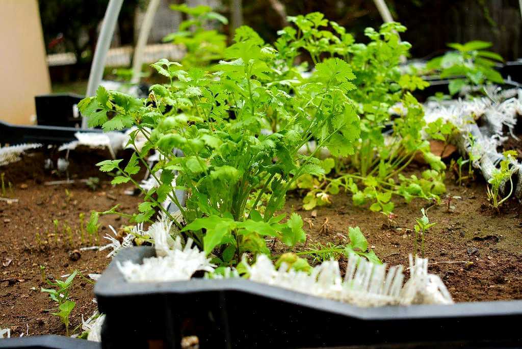 Plastic crate with lush, healthy cilantro plants, showing great quality and ready to be harvested.