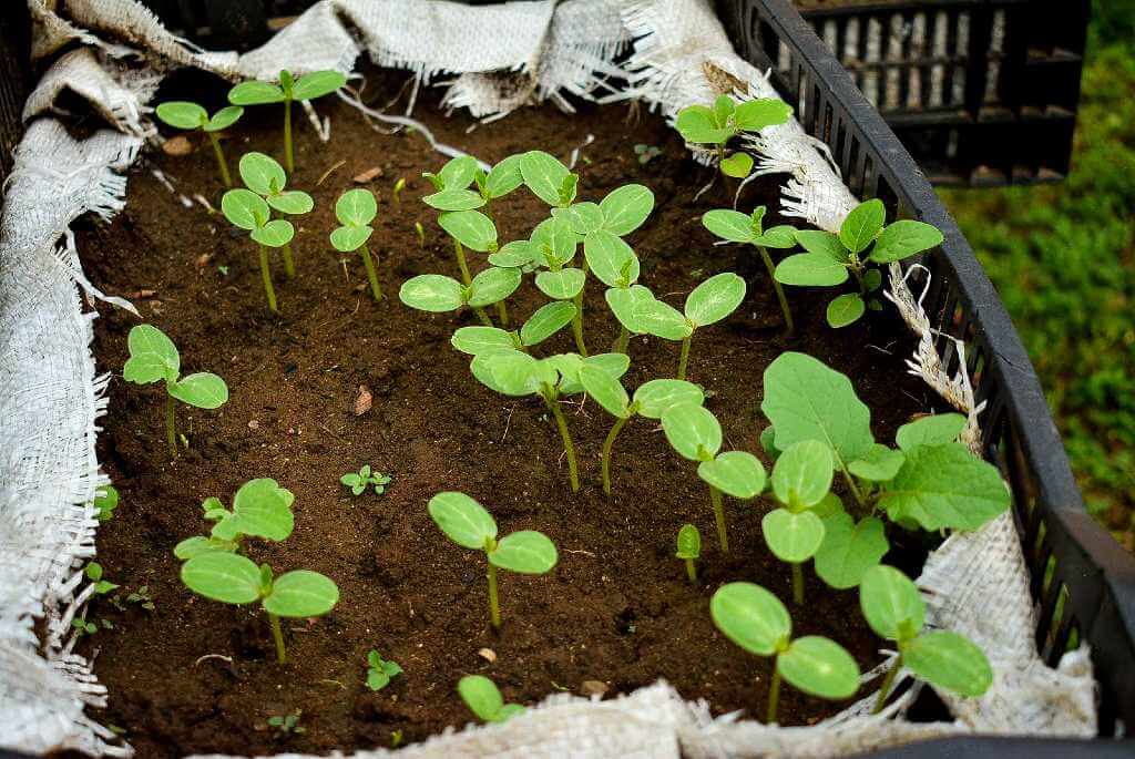 Repurposed plastic crates used for sustainable farming, with plants of different heights and sizes.