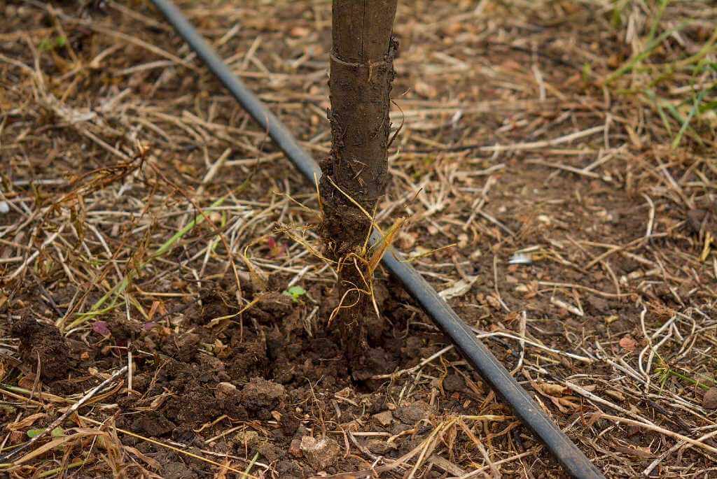 A close-up of soil with traditional irrigation methods in use, showing a simple yet effective system.