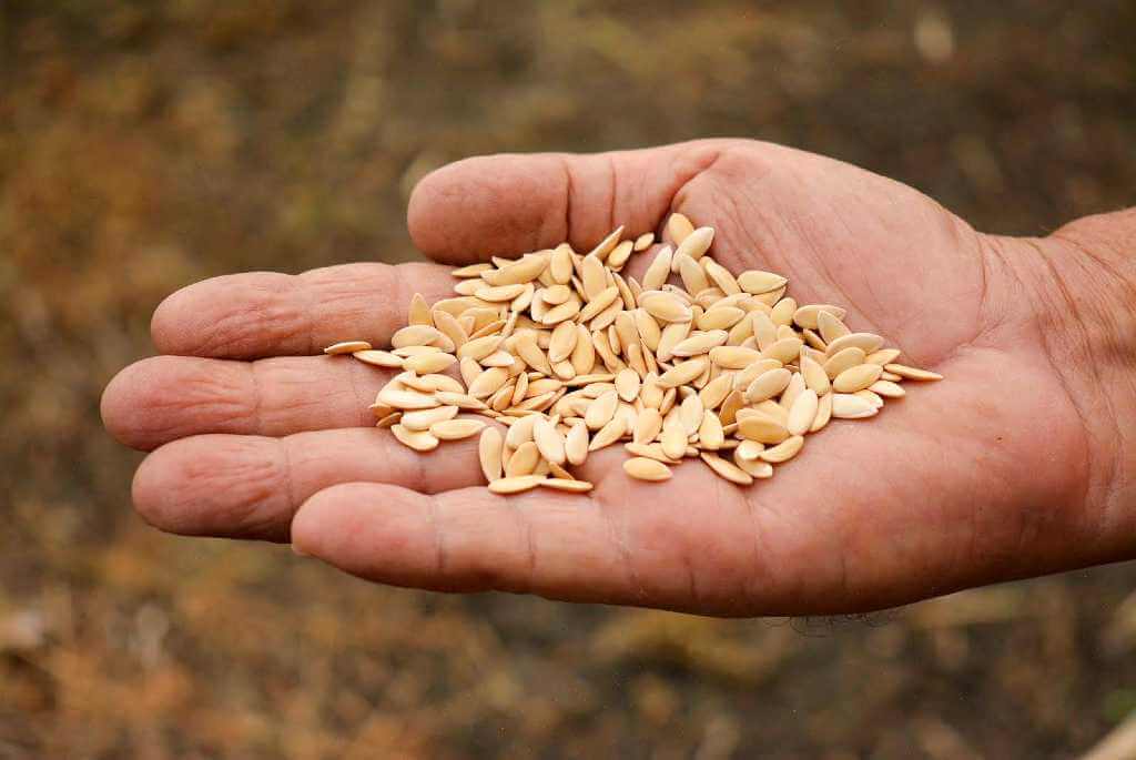 A close-up of melon seeds, ready to be planted for the next harvest.