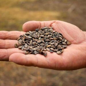 A close-up of dried watermelon seeds, ready to be planted for the next growing season.