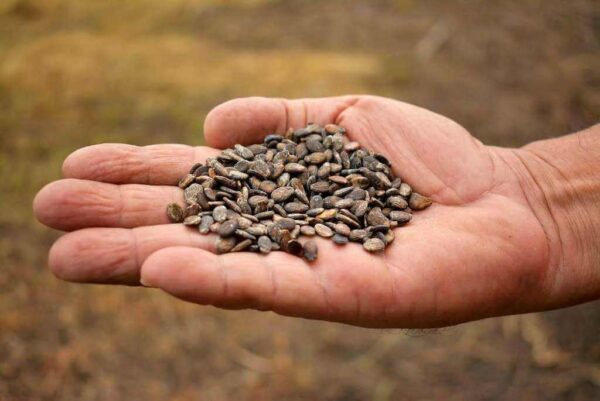 A close-up of dried watermelon seeds, ready to be planted for the next growing season.