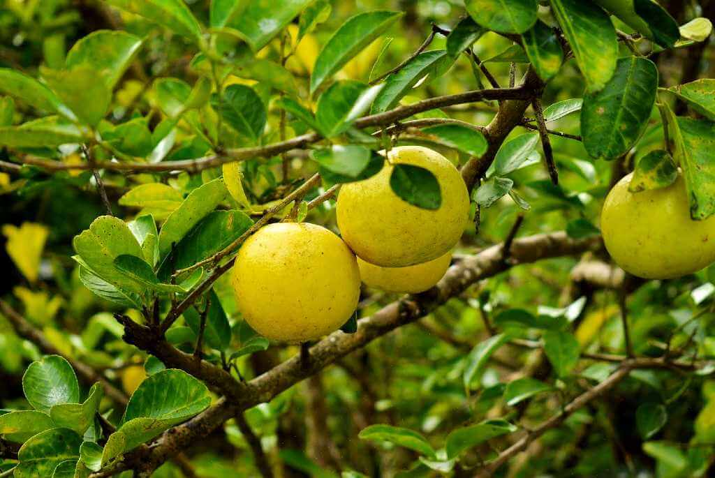 Close-up of ripe lemons on a branch, looking fresh and ready for harvest.