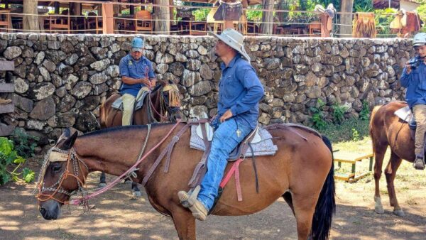 Sabanero Cattle Drive and Guanacaste Fonda Experience